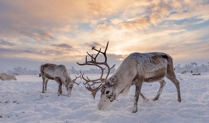 are-reindeer-good-stock-pickers?