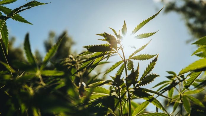 22nd-century-group-selling-hemp-operations-for-$2.25-million